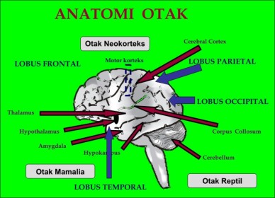 anatomi-otak.jpg